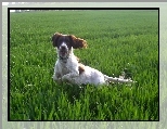 biegn�cy, Springer spaniel angielski