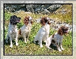 ��ka, Cztery, Spaniele