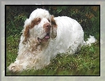 doros�y, Clumber spaniel, trawa