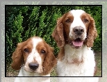 dwie, mordki, Springer spaniel walijski