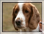 g�owa, Springer spaniel walijski