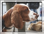 g�owa, Springer spaniel walijski