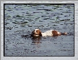 kij, p�yn�cy, Springer spaniel walijski, woda