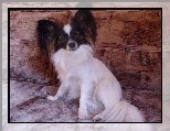 Spaniel kontynentalny miniaturowy Papillon, stoj�ce, uszy, ��ko