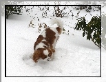 Rudo-bia�y, King Charles Spaniel, �nieg