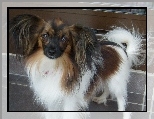 �liczny, Spaniel kontynentalny miniaturowy Phalene