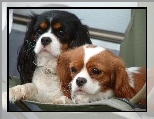 s�odkie, Cavalier King Charles spaniel
