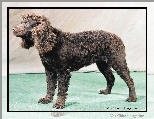 Ameryka�ski spaniel dowodny